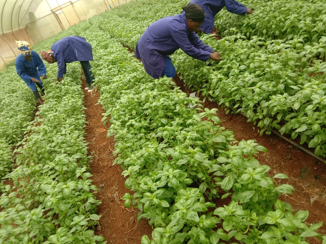 Sanala Mazraea Limited - Premium Organic Herbs Exporter | Kenya